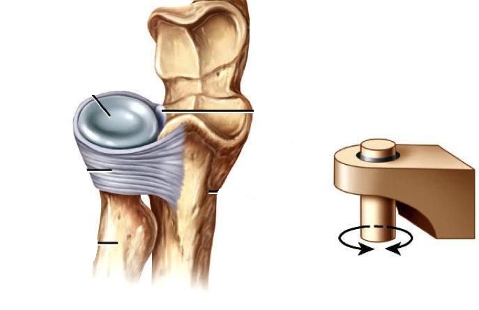 tipuri de articulatii de ce rănesc articulațiile și mușchii picioarelor